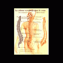 Poster papier N° 1 : La colonne vertébrale dans le corps