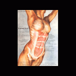 Poster plastifié N° 16 : Le muscle grand droit de l'abdomen rectus abdomi