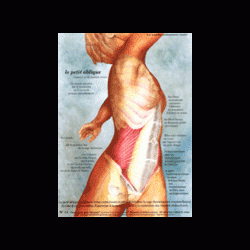 Poster plastifié N° 14 : Le muscle petit oblique (obliquus internus)