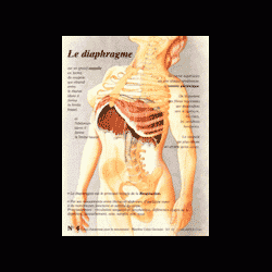 Poster plastifié N° 4 : Le diaphragme
