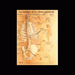 Poster plastifié N° 2 : Les mobilités de la colonne vertébrale