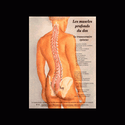 Poster plastifié N° 9 : Le muscle transversaire épineux