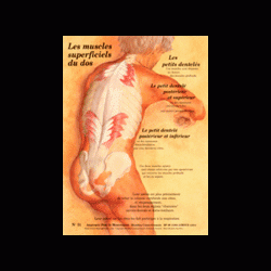 Poster plastifié  N° 11 : Les muscles petits dentelés
