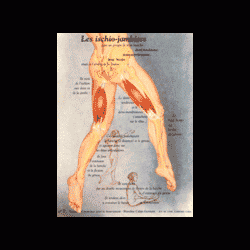 Poster plastifié N° 7 : Les muscles ischio jambiers