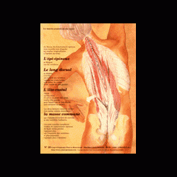 Poster plastifié N° 10 : Les muscles ilio costal et long dorsal