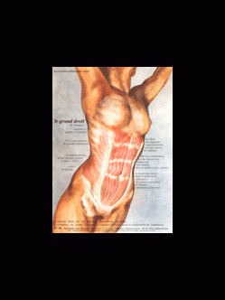 Poster plastifié N° 16 : Le muscle grand droit de l'abdomen rectus abdomi