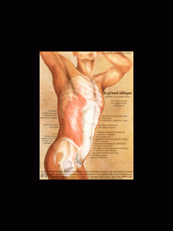 Poster plastifié N° 15 : Le muscle grand oblique (obliquus externus)