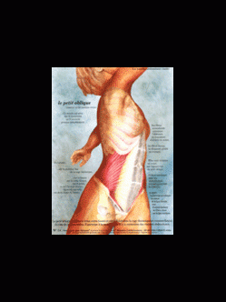 Poster plastifié N° 14 : Le muscle petit oblique (obliquus internus)