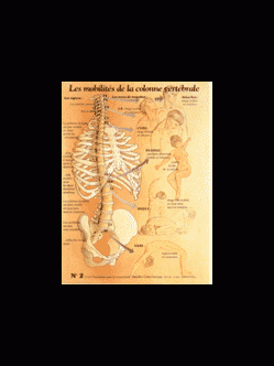 Poster plastifié N° 2 : Les mobilités de la colonne vertébrale