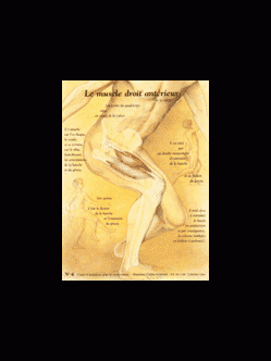 Poster plastifié N° 6 : Le muscle droit antérieur de la cuisse