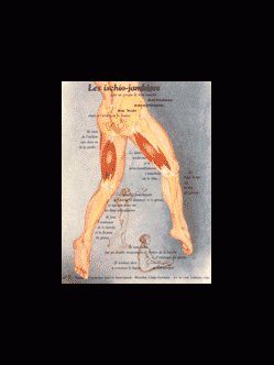 Poster plastifié N° 7 : Les muscles ischio jambiers