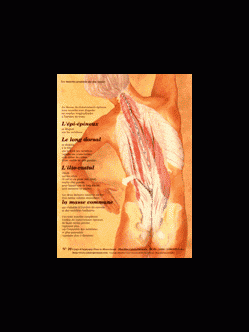 Poster plastifié N° 10 : Les muscles ilio costal et long dorsal