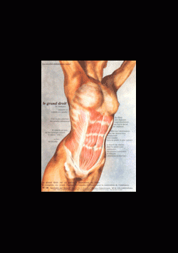 Poster plastifié N° 16 : Le muscle grand droit de l'abdomen rectus abdomi