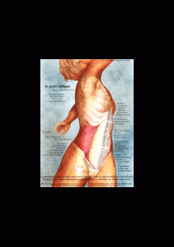 Poster plastifié N° 14 : Le muscle petit oblique (obliquus internus)