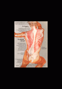 Poster plastifié N° 12 : Les muscles grand dorsal et trapèze