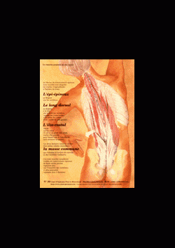 Poster plastifié N° 10 : Les muscles ilio costal et long dorsal