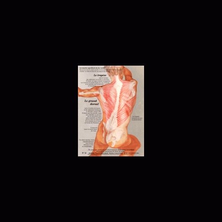 Poster plastifié N° 12 : Les muscles grand dorsal et trapèze