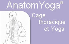 cage thoracique yoga